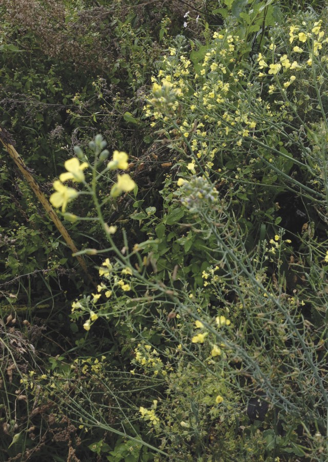 Image of Fig. 3
