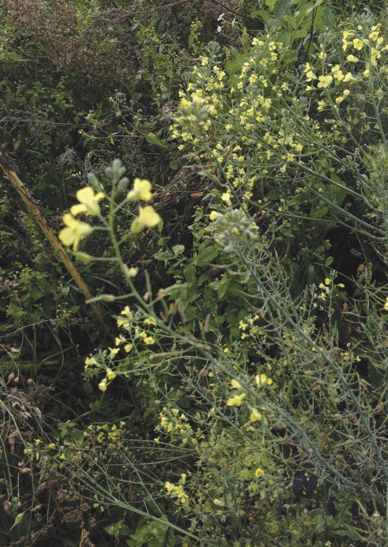 Fig. 3